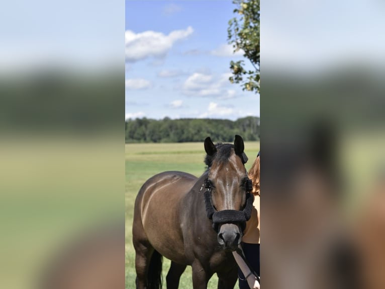 Belgisches Reitpony Wallach 13 Jahre 148 cm Dunkelbrauner in Markt Rettenbach