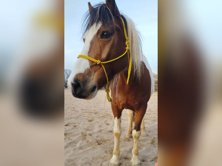 Belgisches Reitpony Wallach 14 Jahre 141 cm Schecke in Fürth