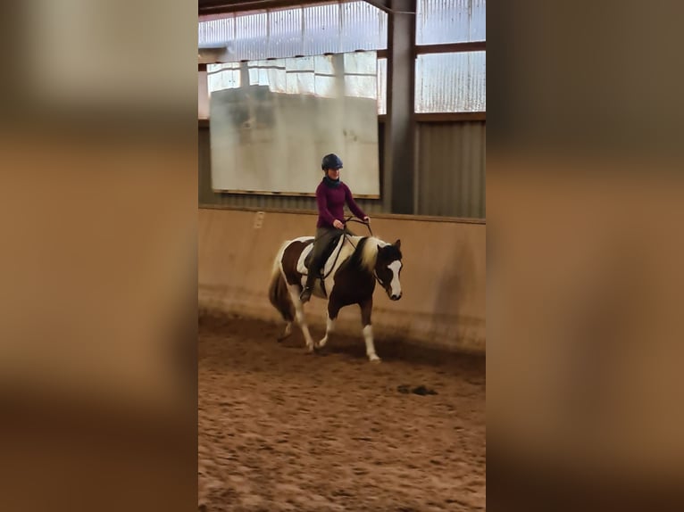 Belgisches Reitpony Wallach 14 Jahre 141 cm Schecke in Fürth
