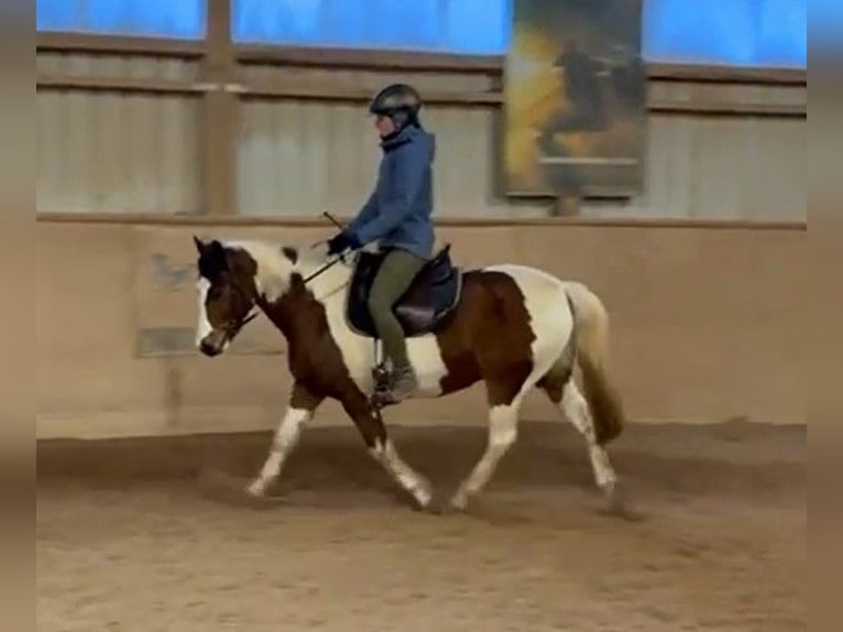 Belgisches Reitpony Wallach 14 Jahre 141 cm Schecke in Fürth