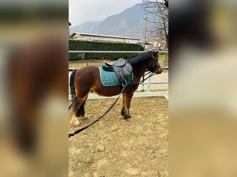 Belgisches Reitpony Wallach 15 Jahre 122 cm Brauner in Boccaleone