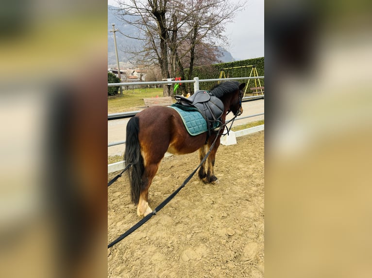 Belgisches Reitpony Wallach 15 Jahre 122 cm Brauner in Boccaleone