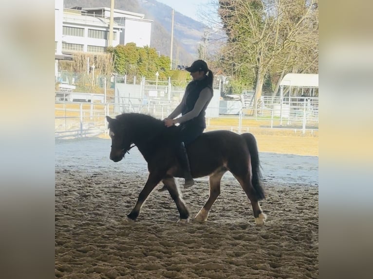 Belgisches Reitpony Wallach 15 Jahre 122 cm Brauner in Boccaleone