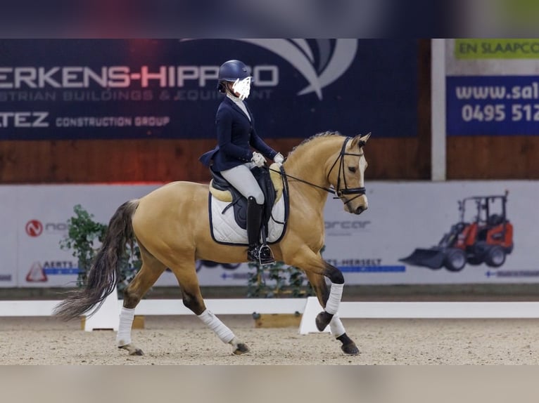 Belgisches Reitpony Wallach 2 Jahre 141 cm  in Retie