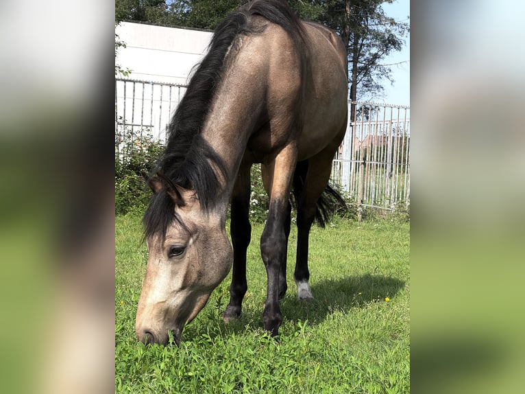 Belgisches Reitpony Wallach 2 Jahre 141 cm  in Retie