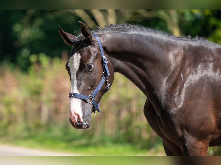 Belgisches Reitpony Wallach 2 Jahre 156 cm Rappe in GROTE-BROGEL