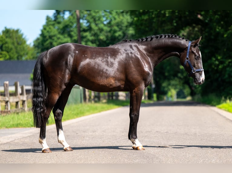 Belgisches Reitpony Wallach 2 Jahre 156 cm Rappe in GROTE-BROGEL