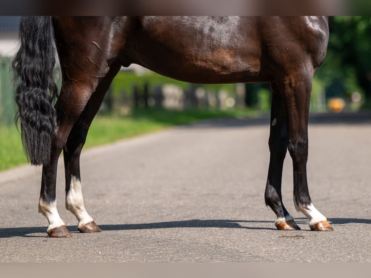Belgisches Reitpony Wallach 2 Jahre 156 cm Rappe in GROTE-BROGEL