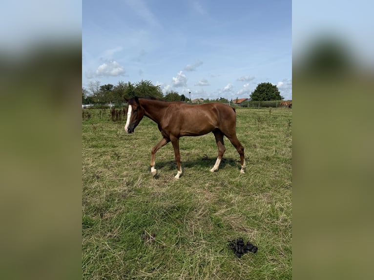 Belgisches Reitpony Wallach 3 Jahre 138 cm in Sint Geertruid