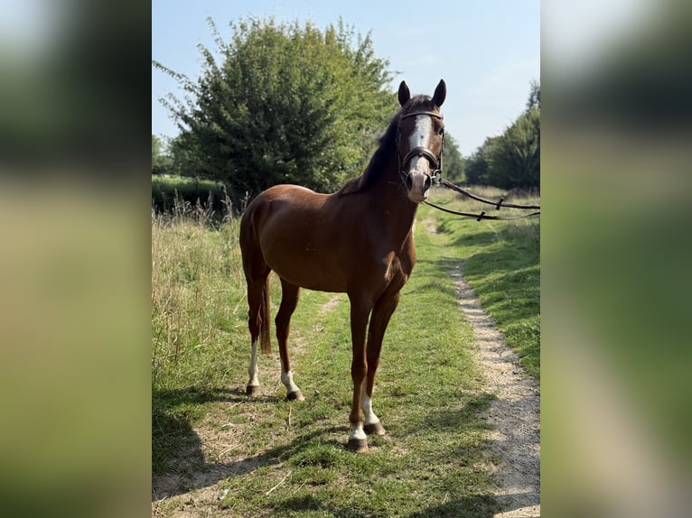 Belgisches Reitpony Wallach 3 Jahre 138 cm in Sint Geertruid