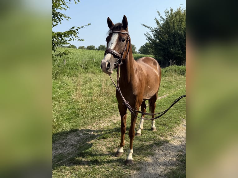 Belgisches Reitpony Wallach 3 Jahre 138 cm in Sint Geertruid