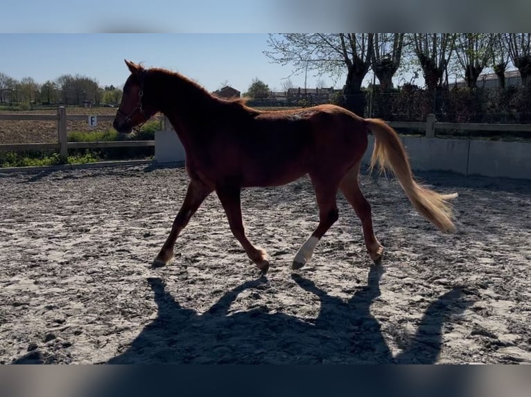 Belgisches Reitpony Wallach 3 Jahre 139 cm Fuchs in Zonnebeke