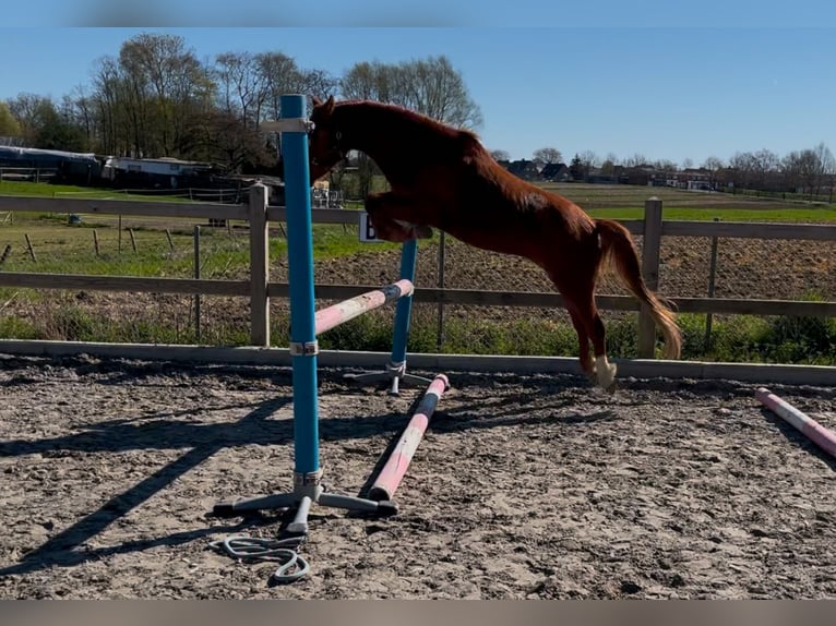 Belgisches Reitpony Wallach 3 Jahre 139 cm Fuchs in Zonnebeke