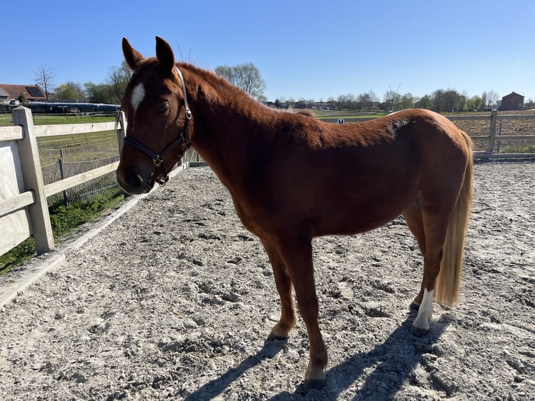 Belgisches Reitpony Wallach 3 Jahre 139 cm Fuchs in Zonnebeke
