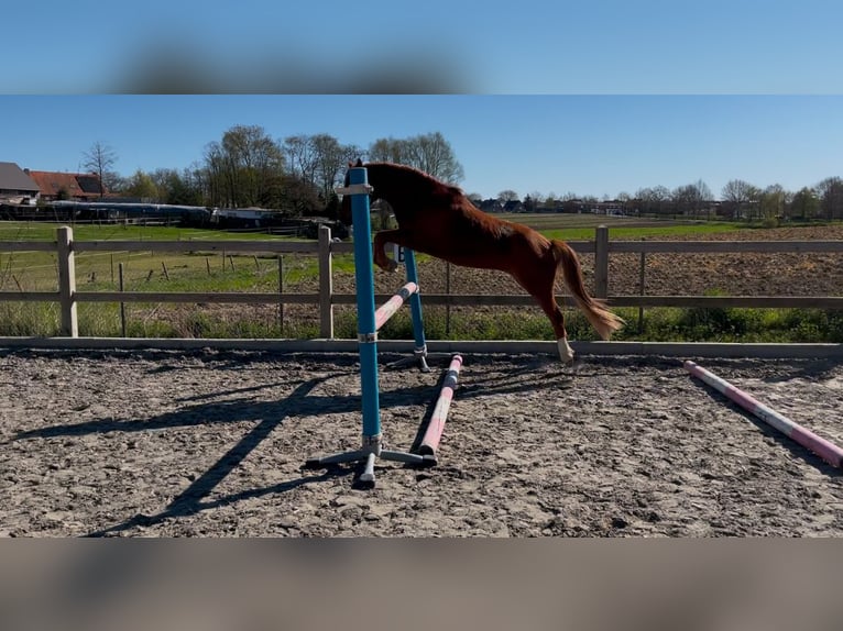 Belgisches Reitpony Wallach 3 Jahre 139 cm Fuchs in Zonnebeke