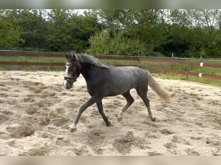 Belgisches Reitpony Wallach 3 Jahre 146 cm Schimmel in Berghem