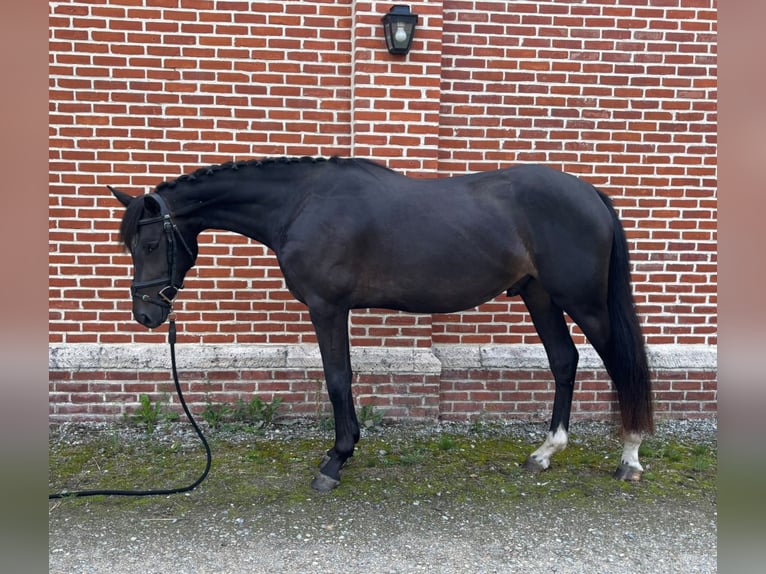 Belgisches Reitpony Wallach 3 Jahre Rappe in Schriek