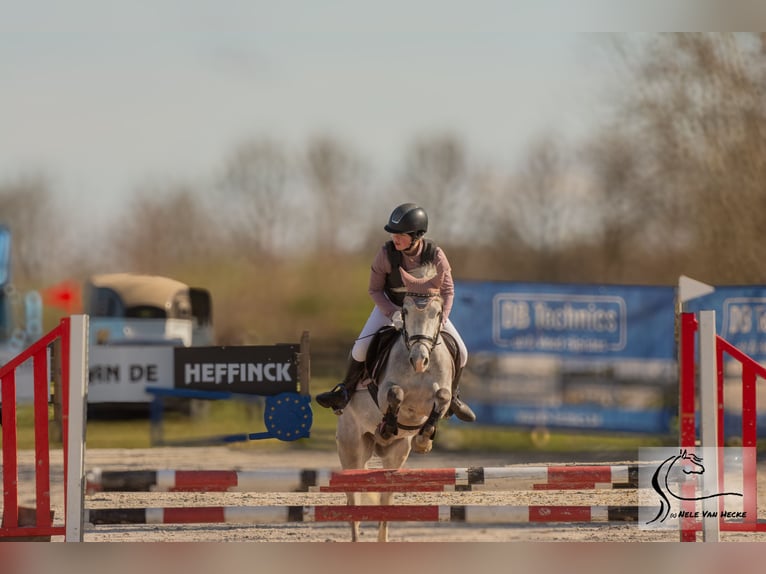 Belgisches Reitpony Wallach 4 Jahre 135 cm Schimmel in Lokeren