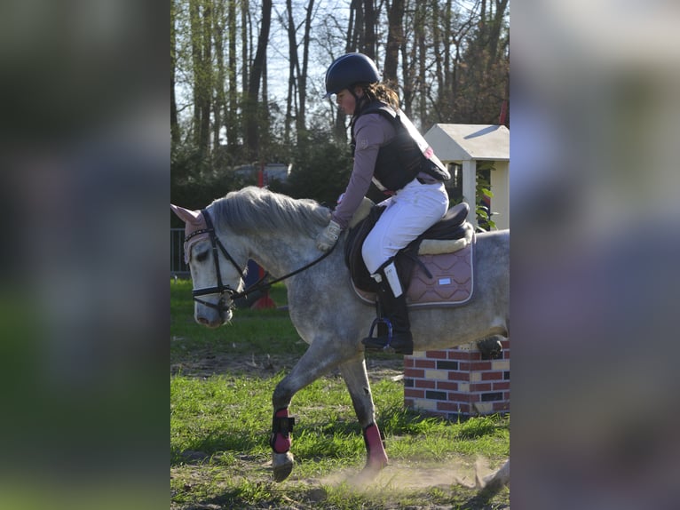 Belgisches Reitpony Wallach 4 Jahre 135 cm Schimmel in Lokeren