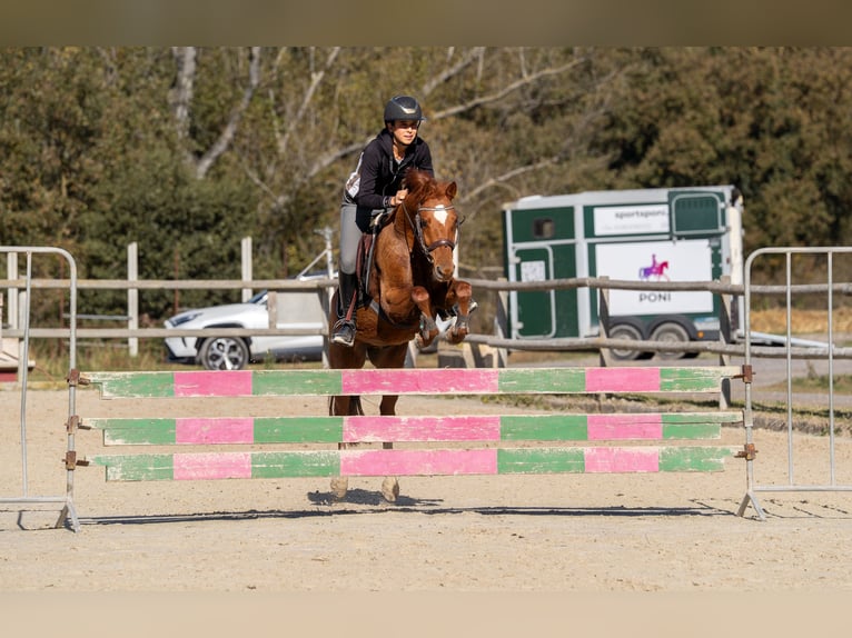 Belgisches Reitpony Wallach 4 Jahre 137 cm Fuchs in Barcelona