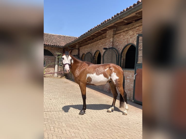 Belgisches Reitpony Wallach 4 Jahre 137 cm Schecke in San Grato
