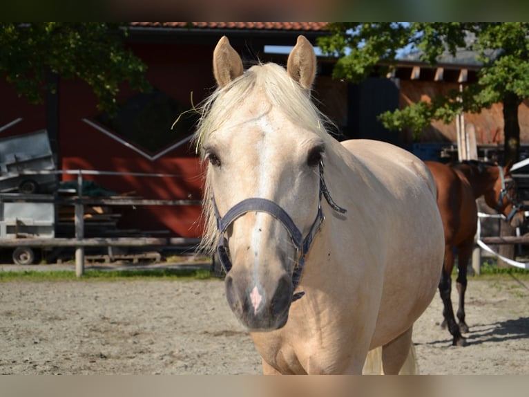 Belgisches Reitpony Wallach 4 Jahre 141 cm Palomino in Reutte