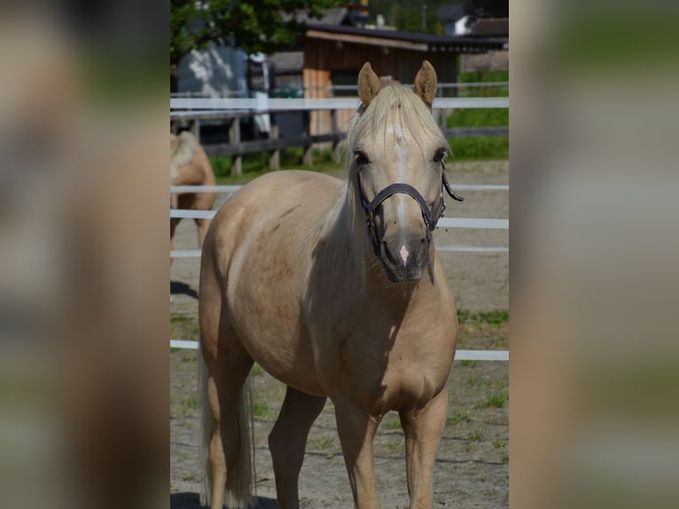 Belgisches Reitpony Wallach 4 Jahre 141 cm Palomino in Reutte