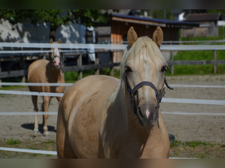 Belgisches Reitpony Wallach 4 Jahre 141 cm Palomino in Reutte