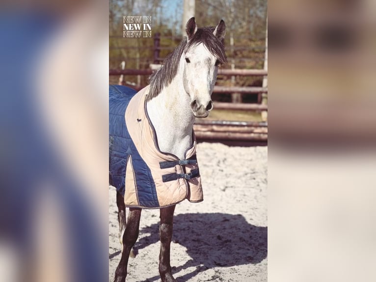 Belgisches Reitpony Wallach 4 Jahre 145 cm Schimmel in Liege