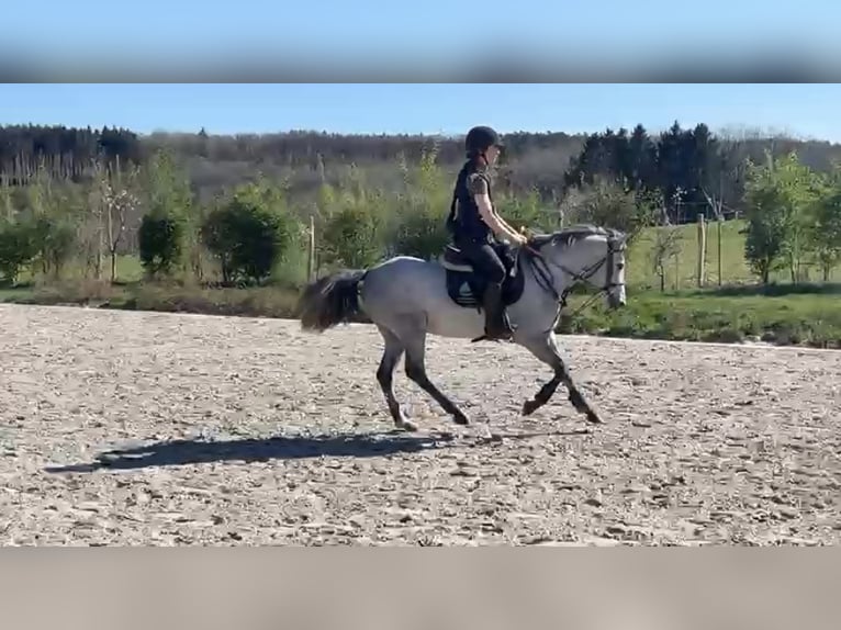 Belgisches Reitpony Wallach 4 Jahre 145 cm Schimmel in Liege