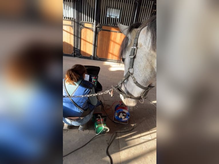 Belgisches Reitpony Wallach 4 Jahre 145 cm Schimmel in Liege