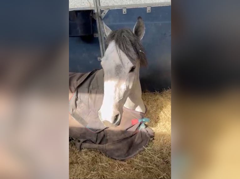 Belgisches Reitpony Wallach 4 Jahre 145 cm Schimmel in Liege