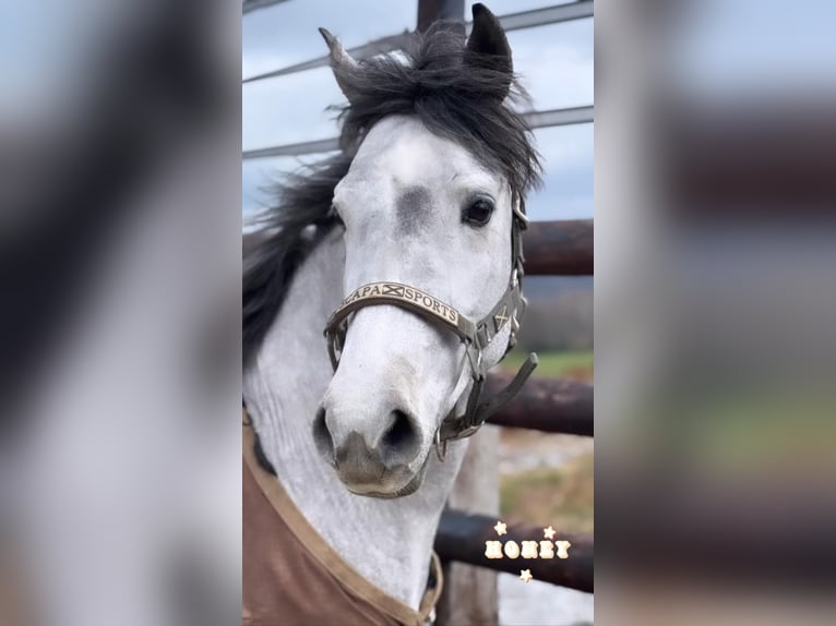 Belgisches Reitpony Wallach 4 Jahre 145 cm Schimmel in Liege