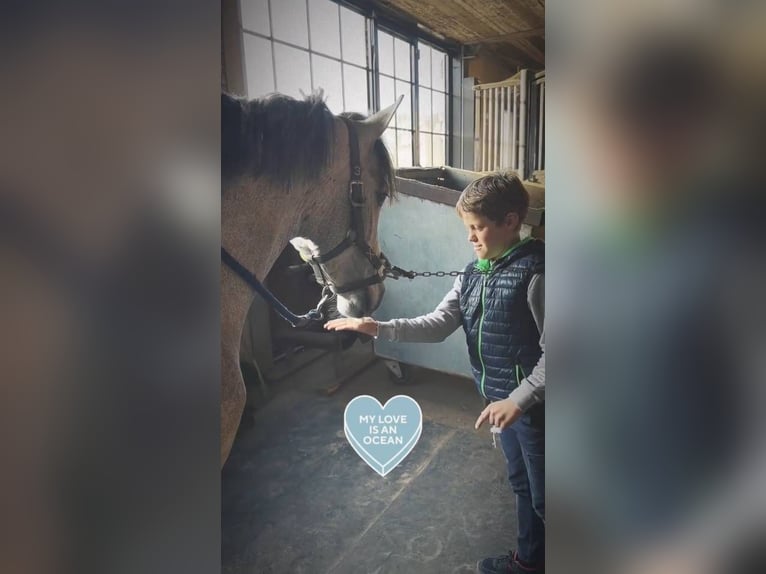 Belgisches Reitpony Wallach 4 Jahre 145 cm Schimmel in Liege