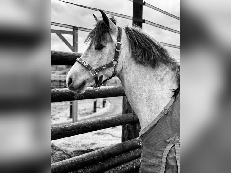 Belgisches Reitpony Wallach 4 Jahre 145 cm Schimmel in Liege