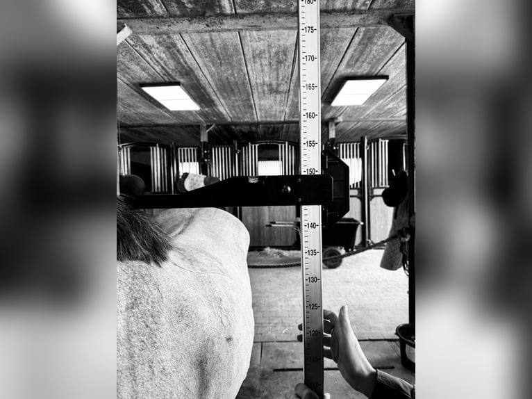 Belgisches Reitpony Wallach 4 Jahre 145 cm Schimmel in Liege