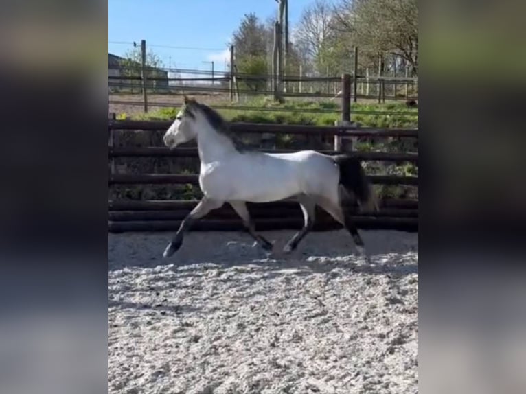 Belgisches Reitpony Wallach 4 Jahre 145 cm Schimmel in Liege