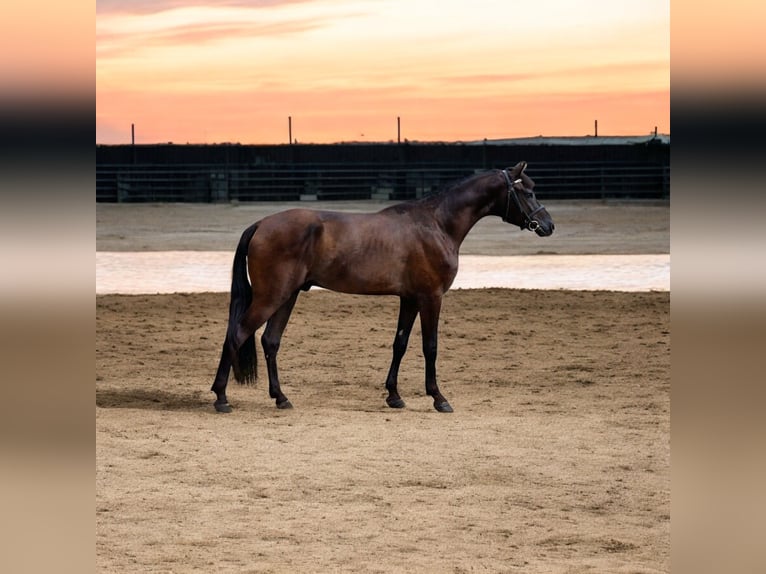 Belgisches Reitpony Wallach 4 Jahre 146 cm Schwarzbrauner in Liège