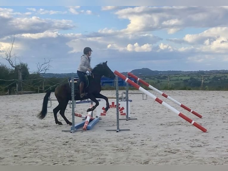 Belgisches Reitpony Wallach 4 Jahre 146 cm Schwarzbrauner in Liège