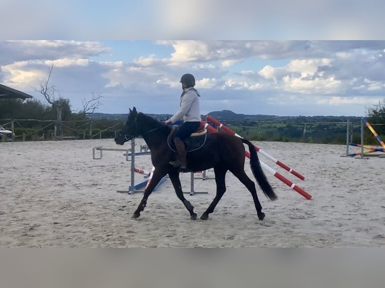 Belgisches Reitpony Wallach 4 Jahre 146 cm Schwarzbrauner in Liège