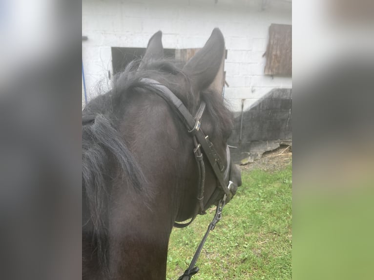 Belgisches Reitpony Wallach 4 Jahre 146 cm Schwarzbrauner in Liège