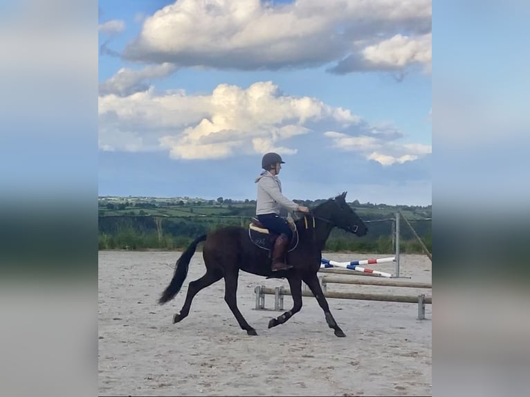 Belgisches Reitpony Wallach 4 Jahre 146 cm Schwarzbrauner in Liège