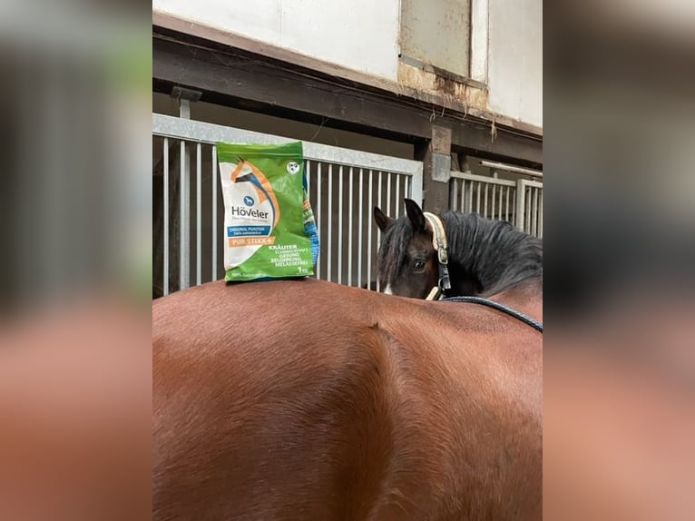 Belgisches Reitpony Wallach 4 Jahre 148 cm Brauner in V&#xF6;hl