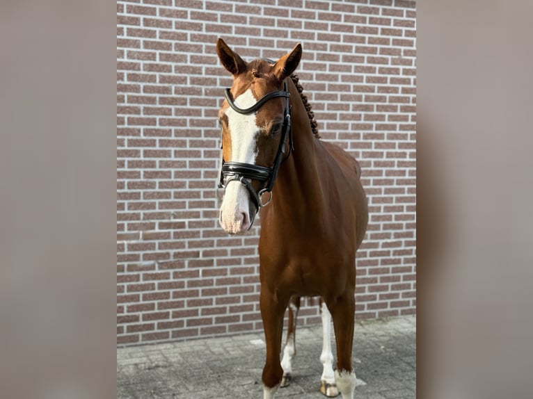 Belgisches Reitpony Wallach 4 Jahre 148 cm Fuchs in Veghel
