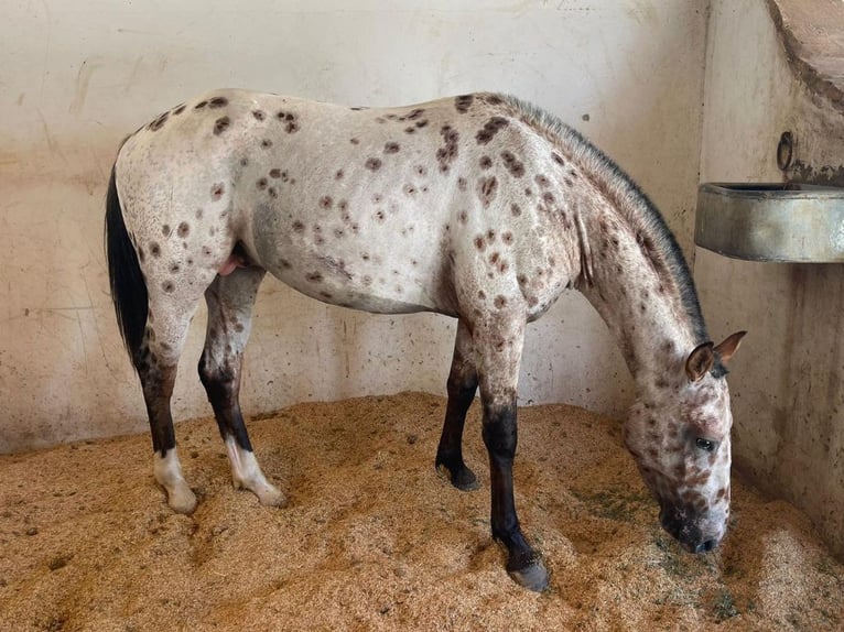 Belgisches Reitpony Wallach 4 Jahre 148 cm Tobiano-alle-Farben in Navas Del Madroño