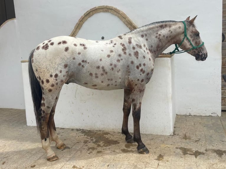 Belgisches Reitpony Wallach 4 Jahre 148 cm Tobiano-alle-Farben in Navas Del Madroño