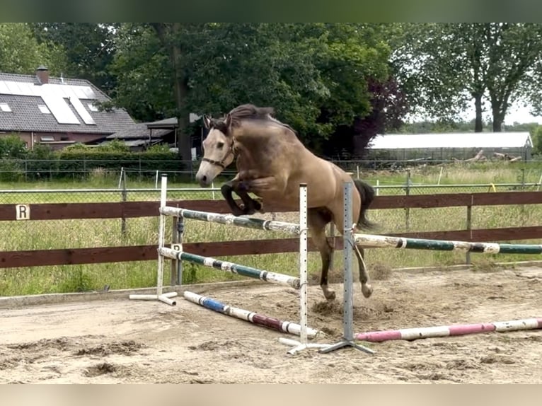 Belgisches Reitpony Wallach 4 Jahre 167 cm Buckskin in Berghem