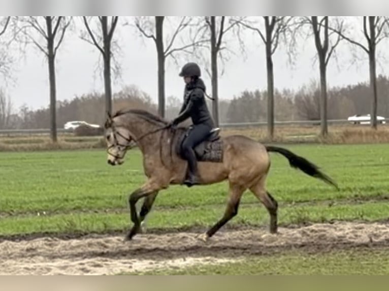 Belgisches Reitpony Wallach 4 Jahre 167 cm Buckskin in Berghem