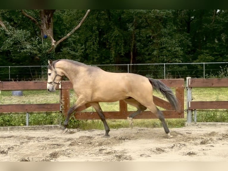 Belgisches Reitpony Wallach 4 Jahre 167 cm Buckskin in Berghem