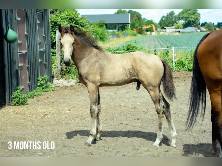 Belgisches Reitpony Wallach 4 Jahre 167 cm Buckskin in Berghem